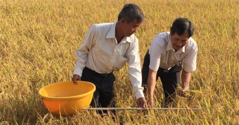 Nhiều địa phương đẩy mạnh sản xuất lúa hữu cơ