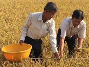 Nhiều địa phương đẩy mạnh sản xuất lúa hữu cơ