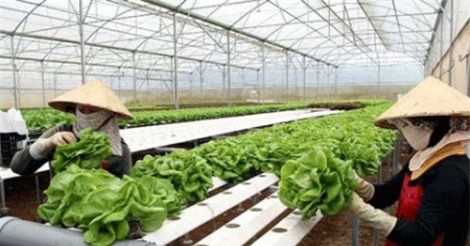 Nhiều hỗ trợ tài chính cho dự án nông nghiệp công nghệ cao