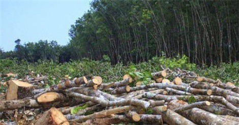 Phó Thủ tướng yêu cầu xử lý nghiêm vụ phá rừng ở Bắc Kạn