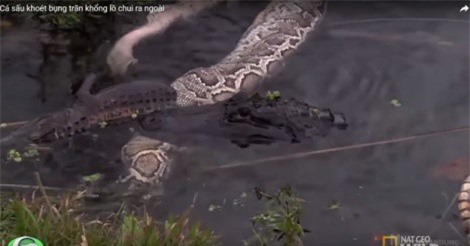 Clip: Cá sấu khoét bụng trăn khổng lồ, chui ra ngoài