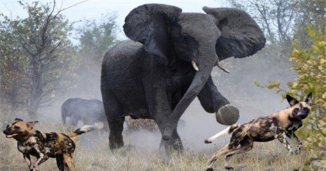 Clip: Ngạc nhiên cảnh đàn voi đuổi đánh chó hoang, giải cứu linh dương vằn Kudu