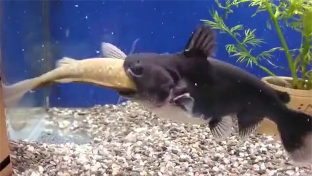 Clip: Tròn cả miệng lẫn mắt với sự phàm ăn của cá mèo miệng rộng