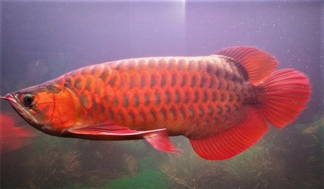 Con cá rồng chục ngàn USD: Thú chơi 'ông hoàng' của đại gia Việt