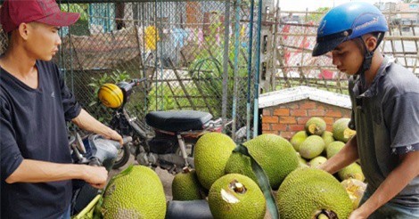 Giá mít rớt mạnh ở miền Tây