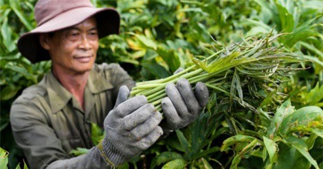 Kiếm vài trăm nghìn mỗi ngày chỉ cần 4 tiếng hái rau móp thuê ở ngoại thành Sài Gòn