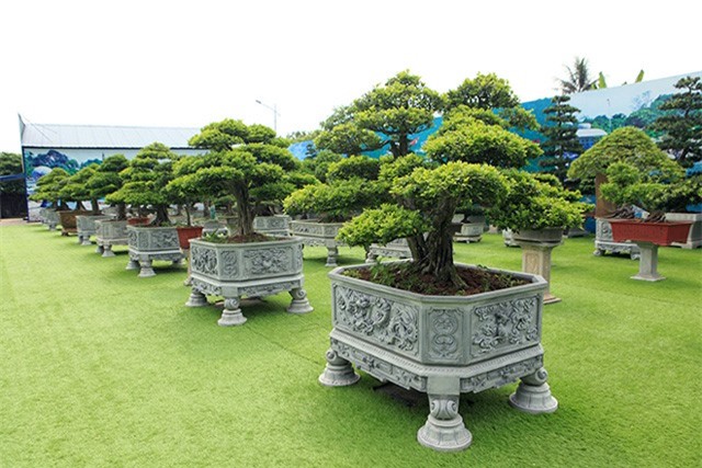 Ngắm vườn nguyêt quế "độc nhất vô nhị" của đại gia Thái Nguyên