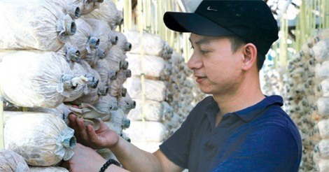 Trai núi khởi nghiệp trồng nấm bào ngư doanh thu 1 tỷ đồng