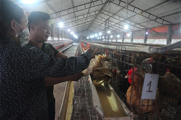 9X học nước ngoài 6 năm về quê...nuôi gà