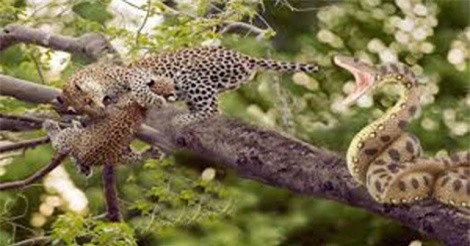 Clip: Báo mẹ đi săn, trăn sát hại báo con