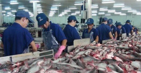 Nguồn cung cá tra khan hiếm