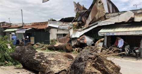 Cây cổ thụ hơn 100 tuổi đè sập 2 nhà dân, hàng chục người thoát chết