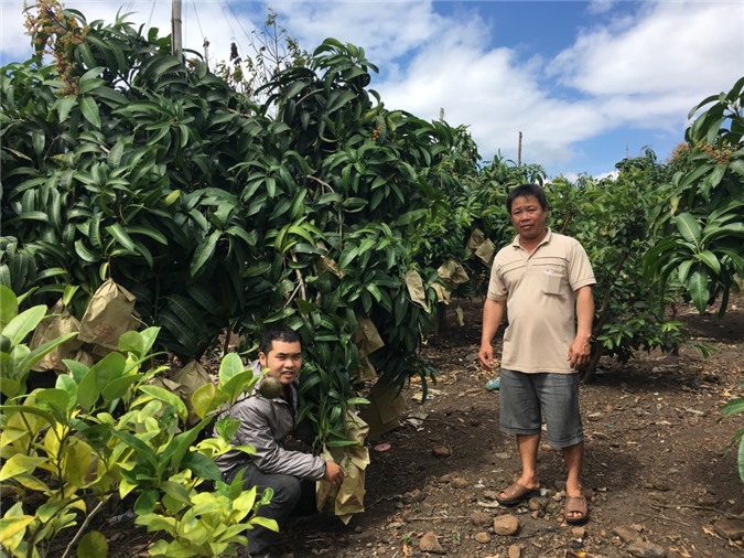 Đắk Nông: Trồng xoài cho thu nhập cao