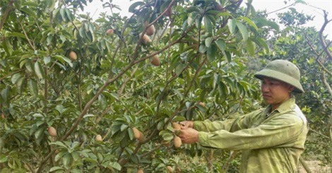 Đông Triều: Trồng hồng xiêm xoài, nông dân thu nhập cả trăm triệu đồng mỗi năm