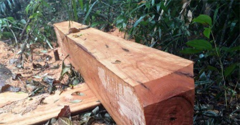 Kỷ luật 2 cán bộ vì để xảy ra phá rừng ở Quảng Bình