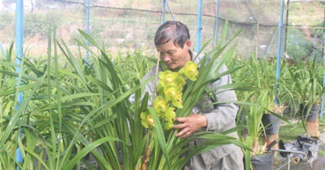 “Lão nông” lãi hơn nửa tỷ mỗi năm từ trồng địa lan