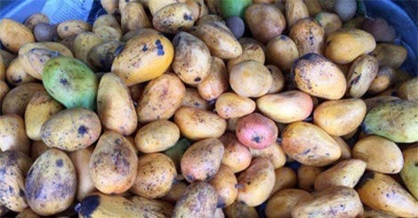 Nông dân thu tiền tỷ từ trồng xoài 3 màu