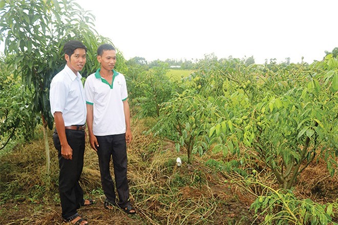 Thanh niên lập nghiệp với mô hình trồng cóc xen canh