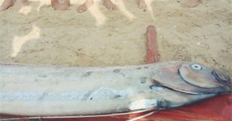 Thêm cá hố rồng “khủng” chết, dạt vào bờ biển Quảng Bình