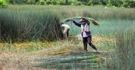 Trồng cỏ bàng thu trăm triệu đồng mỗi năm ở miền Tây