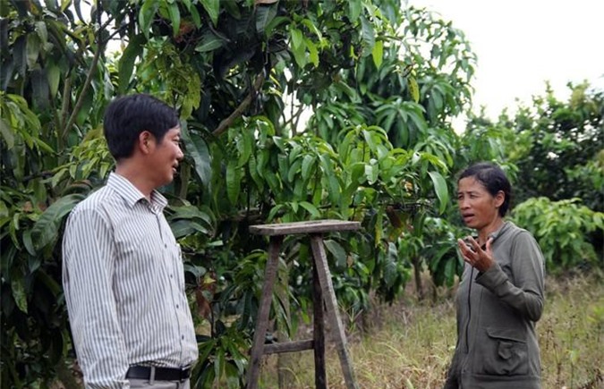 Trồng xoài Đài Loan cho trái khủng, lãi gấp 2,5 lần so với cà phê?