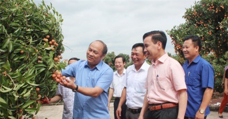 Vùng vải thiều chuẩn bị vào vụ chính