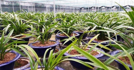 Vườn địa lan Hoàng Vũ “khổng lồ” trị giá hơn 15 tỷ đồng trên đất Thành Nam