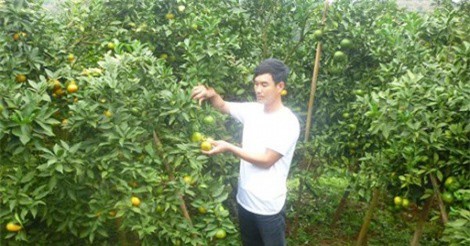 Xây được nhà 1 tỷ, mua ô tô hơn 1 tỷ nhờ... trồng cam