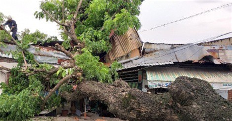 Bất ngờ phát hiện tổ ong "khủng" trong thân cây trăm tuổi bị đổ ở Sài Gòn