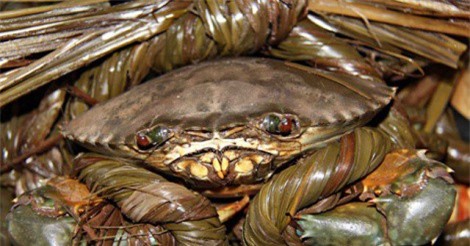 Giá cua biển Bạc Liêu tăng mạnh