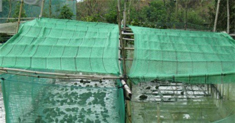 Cho ếch ngồi trên, cá trê bơi ở dưới, 3 tháng lãi 35 triệu đồng