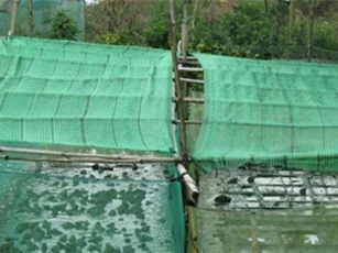 Cho ếch ngồi trên, cá trê bơi ở dưới, 3 tháng lãi 35 triệu đồng