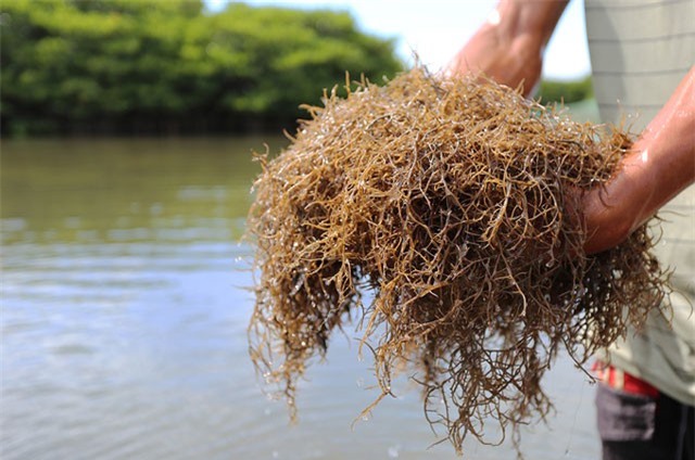 Người dân Quảng Nam trồng rong câu chỉ vàng thu tiền triệu mỗi ngày