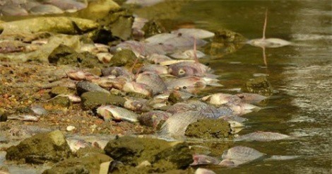 Cá chết hàng loạt tại bốn hồ điều hòa ở Quảng Ninh