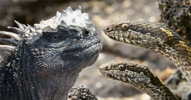 Clip: Cuộc tẩu thoát ngoạn mục của cự đà biển trước đàn rắn