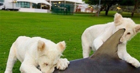 Giật mình những thú cưng quá dị của giới nhà giàu