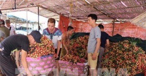 Hải Dương xuất khẩu khoảng 9.500 tấn vải quả