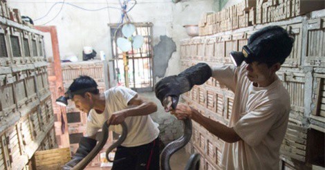 Làm giàu nhờ rắn độc