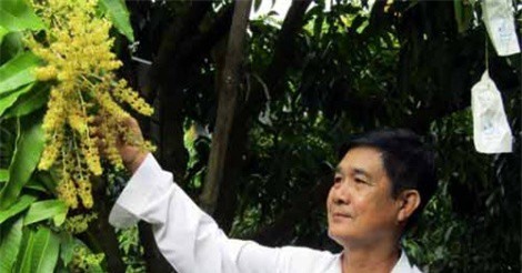 Lão nông làm giàu thành công từ xoài cát