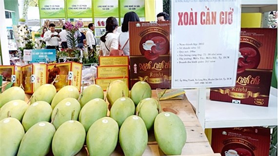 Trồng xoài cát, thu nhập cao