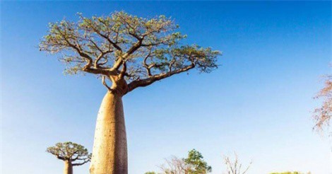 Bí ẩn ở châu Phi: Nhiều cây ngàn năm tuổi lặng lẽ chết