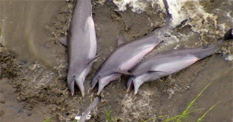 Clip: Ngỡ ngàng trước chiến thuật săn mồi độc đáo của cá heo