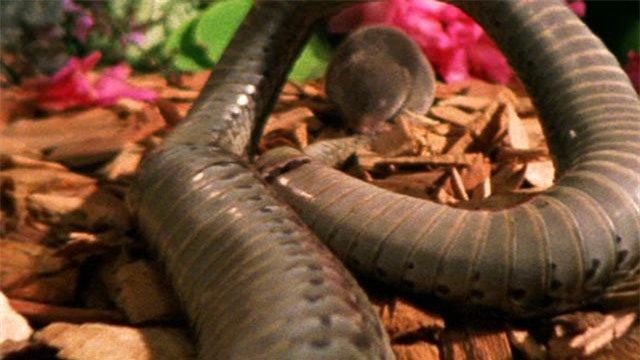 Clip: Sốc trước cảnh chuột chù ngoạm nát đầu rắn