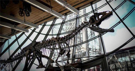 Đại gia ẩn danh chi 54 tỷ đồng mua hóa thạch khủng long trưng tại gia