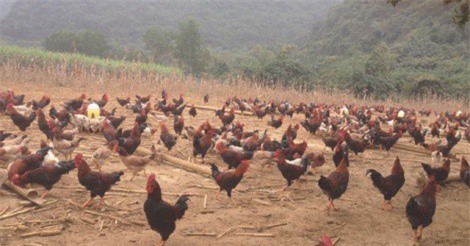 Liều mạng trời cho: Phi vụ 1 tuần thu hơn tỷ bạc