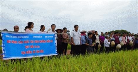 Lúa hữu cơ thay đổi nhận thức của nông dân