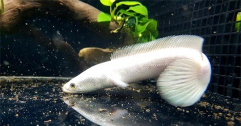 Nhà giàu Việt "săn" cá lọc bạch kim giá tiền triệu về làm cảnh