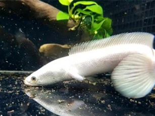Nhà giàu Việt "săn" cá lọc bạch kim giá tiền triệu về làm cảnh