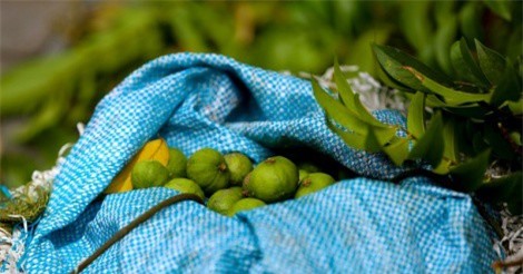 Theo chân "sấu thủ" Hà thành trèo hái sấu kiếm tiền triệu mỗi ngày