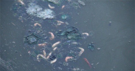 Vụ hồ tôm xả thải ra biển: Hơn 1.000m3 nước thải tràn ra ngoài